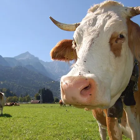 Zur Schoenen Aussicht Garni Pensión