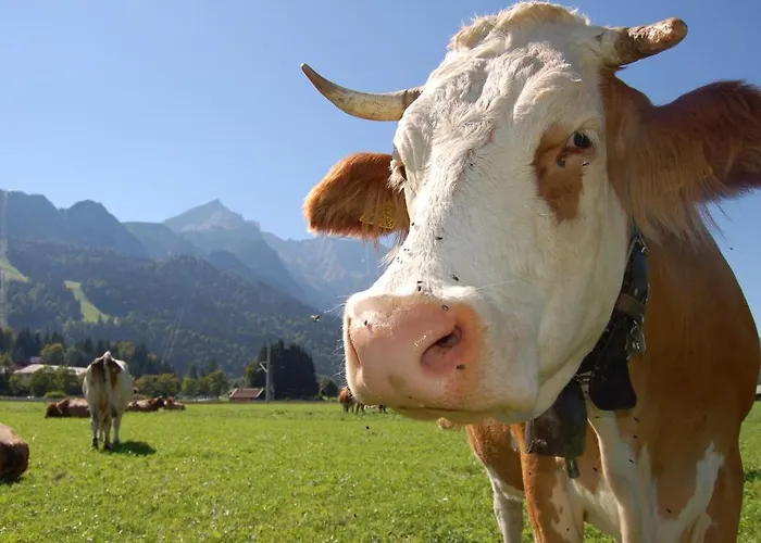 Zur Schoenen Aussicht Garni בית הארחה